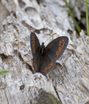 Common Alpine 9216